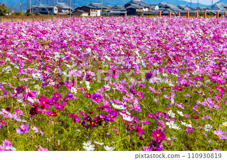 秋季櫻花(十月晴天) 秋季櫻花(十月晴天) 110930819