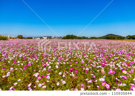 秋季櫻花(十月晴天) 秋季櫻花(十月晴天) 110930844