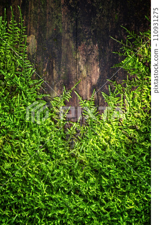 Moss growing on old wood in rainforest Moss growing on old wood in rainforest 110931275
