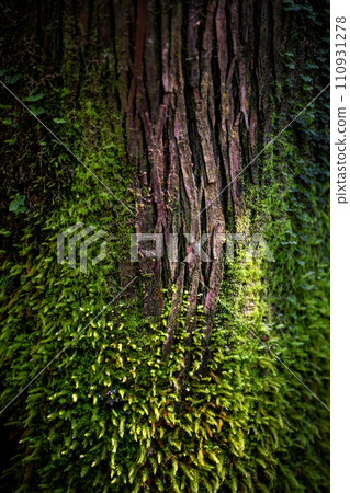 Moss growing on old wood in rainforest Moss growing on old wood in rainforest 110931278