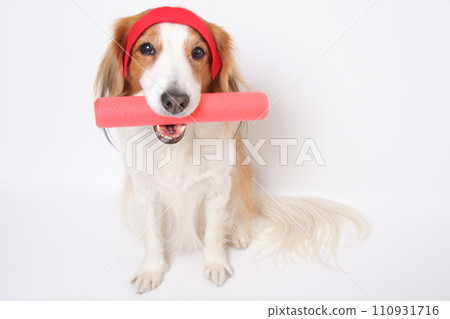 Koikeruhondie wearing a red headband and holding a baton in his mouth 110931716