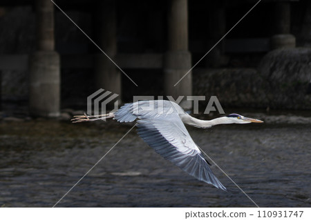 飛行的杉 飛行的杉 110931747
