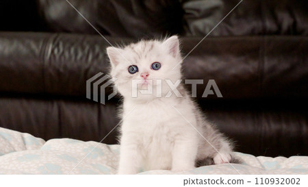 Fluffy white and tabby kitten looking at camera on brown background, front view, space for text. Cute young shorthair stripped cat with blue eyes. 110932002