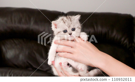 Hands holding fluffy white and tabby kitten looking at camera on brown background, front view, space for text. Cute young shorthair stripped cat with blue eyes. 110932011
