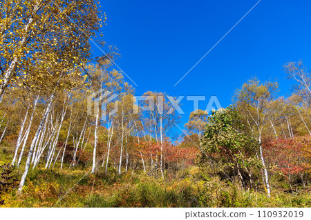 Autumn leaves at Fujimi Kogen (October) 110932019