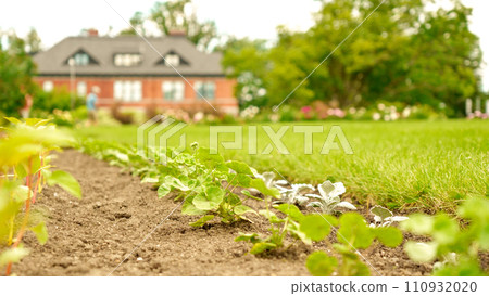 Straight rows of green and purple plants growing on huge farm field with farmhouse on background. Selective focus. Seedling growth. Bio 110932020