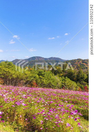 京都高雄大道的秋葉（11 月，晴天） 110932142