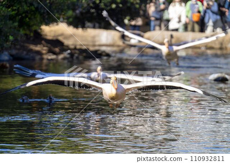 White Pelican taking flight Kobe Animal Kingdom Kobe City, Hyogo Prefecture 110932811