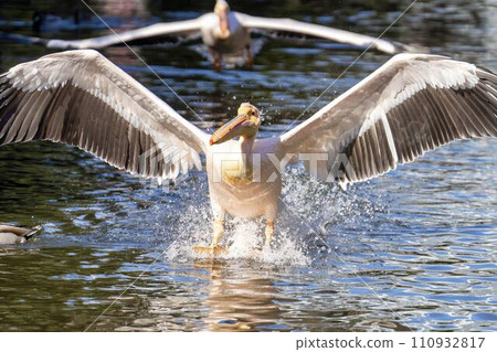 White Pelican landing on the water Kobe Animal Kingdom Kobe City, Hyogo Prefecture 110932817