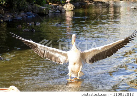 白鵜鶘登陸水面 神戶動物王國 兵庫縣神戶市 110932818