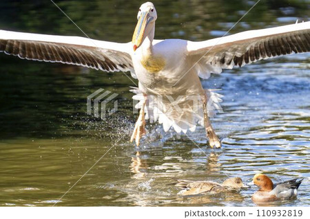 白鵜鶘登陸水面 神戶動物王國 兵庫縣神戶市 110932819