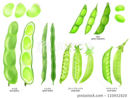 水彩畫毛豆等豆類插畫素材集 110932820