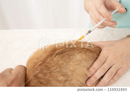 一位女獸醫給小貓注射的手 110932893