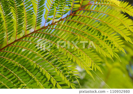 Jacaranda leaves Jacaranda leaves 110932980