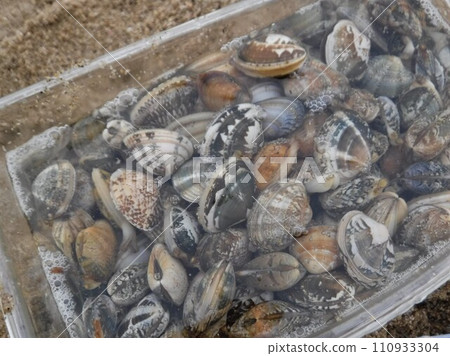 Clams from clam hunting 110933304