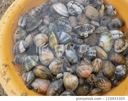 捕撈蛤蜊時捕獲的大量蛤蜊 110933305