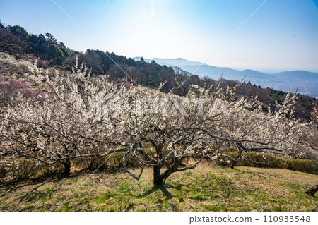 Plum forest in Mt. Tsukuba Plum forest in Mt. Tsukuba 110933548