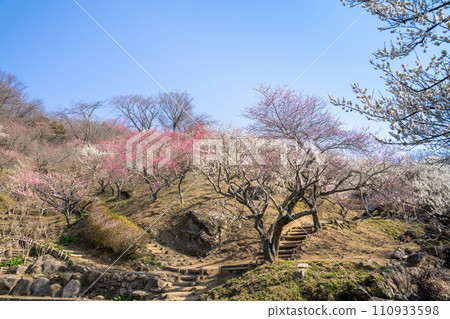 Plum forest in Mt. Tsukuba 110933598