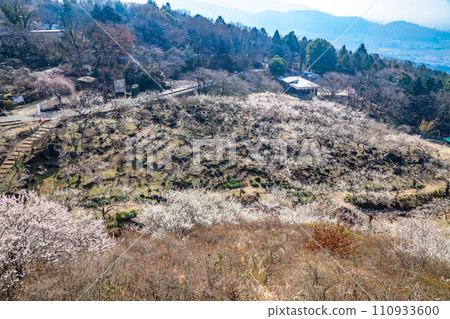 Plum forest in Mt. Tsukuba Plum forest in Mt. Tsukuba 110933600