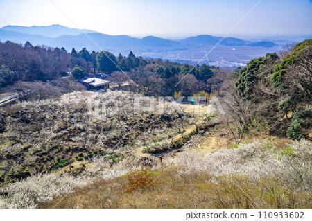 Plum forest in Mt. Tsukuba Plum forest in Mt. Tsukuba 110933602