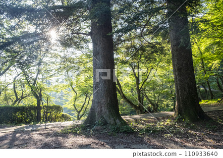 清新綠色的步道（打椿公園） 110933640