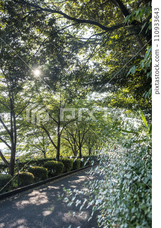 清新綠色的步道（打椿公園） 110933643