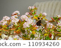 coin tree flower 110934260