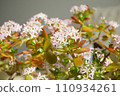 coin tree flower 110934261