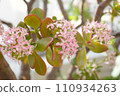 coin tree flower 110934263