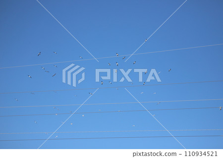 天空中飛翔的海鷗群 天空中飛翔的海鷗群 110934521
