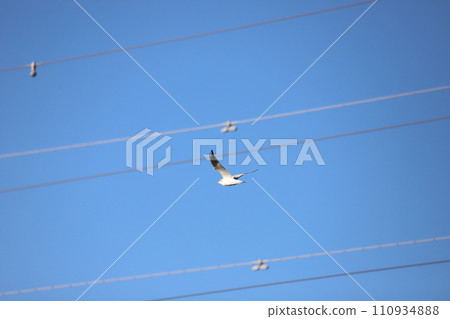 seagull flying in the sky seagull flying in the sky 110934888