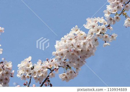 The cherry blossoms are in full bloom, swaying in the breeze and delighting us with the blue sky. Eventually, the flowers will turn into a blizzard, creating a sensation. The cherry blossoms are in full bloom, swaying in the breeze and delighting us with the blue sky. Eventually, the flowers will turn into a blizzard, creating a sensation. 110934889