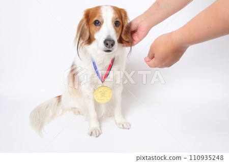 Koikerkhondje 獲得金牌 110935248