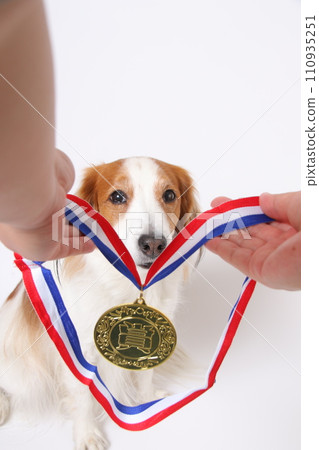 Koikerkhondje receiving the gold medal Koikerkhondje receiving the gold medal 110935251