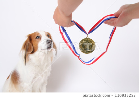 Koikerkhondje receiving the gold medal Koikerkhondje receiving the gold medal 110935252