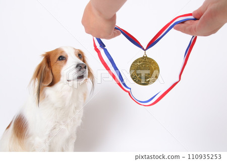 Koikerkhondje receiving the gold medal Koikerkhondje receiving the gold medal 110935253