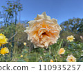 Valencia rose flower 110935257