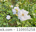 iceberg white rose flower 110935258