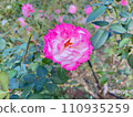 A rose flower called the sacred fire 110935259