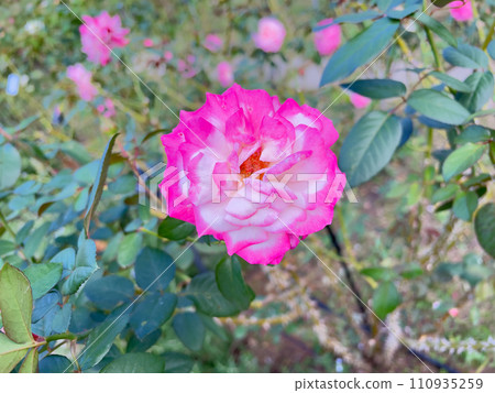 被稱為聖火的玫瑰花 110935259