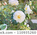 A white rose named Bolero 110935260