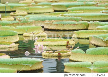 Water spiny leaf floating in a pond Water spiny leaf floating in a pond 110935261