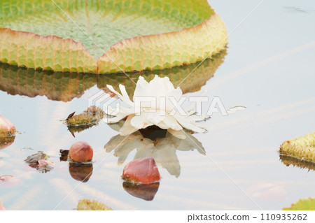 Water spiny leaf floating in a pond 110935262