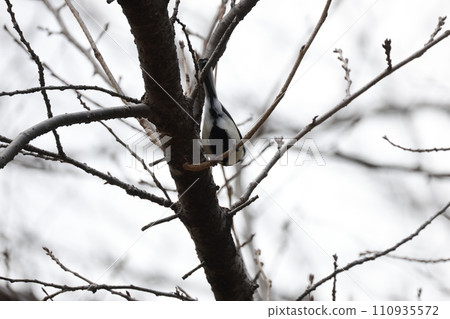 Great tit perched on a tree branch 110935572