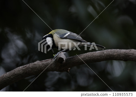 Great tit perched on a tree branch 110935573