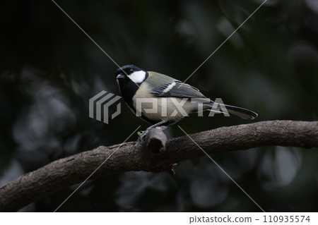 Great tit perched on a tree branch 110935574