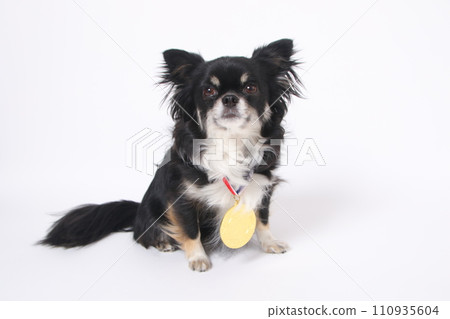 Long coat Chihuahua with a gold medal around his neck Long coat Chihuahua with a gold medal around his neck 110935604