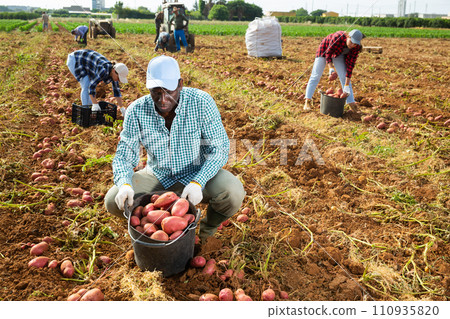 Skilled male farmer harvesting potato on field 110935820