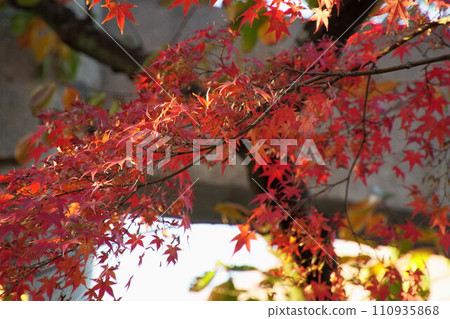 紅葉八幡神社內的紅葉 紅葉八幡神社內的紅葉 110935868