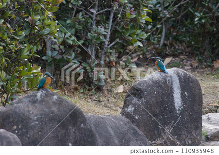 翠鳥棲息在岩石上 110935948